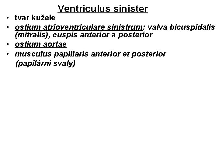 Ventriculus sinister • tvar kužele • ostium atrioventriculare sinistrum: valva bicuspidalis (mitralis), cuspis anterior