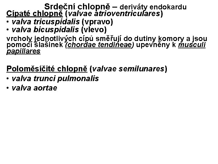 Srdeční chlopně – deriváty endokardu Cípaté chlopně (valvae atrioventriculares) • valva tricuspidalis (vpravo) •