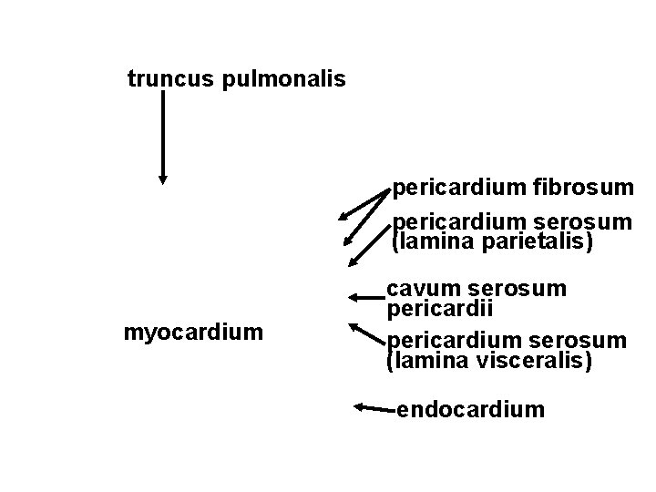 truncus pulmonalis pericardium fibrosum pericardium serosum (lamina parietalis) myocardium cavum serosum pericardii pericardium serosum