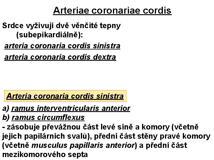 Arteriae coronariae cordis Srdce vyživují dvě věnčité tepny (subepikardiálně): arteria coronaria cordis sinistra arteria