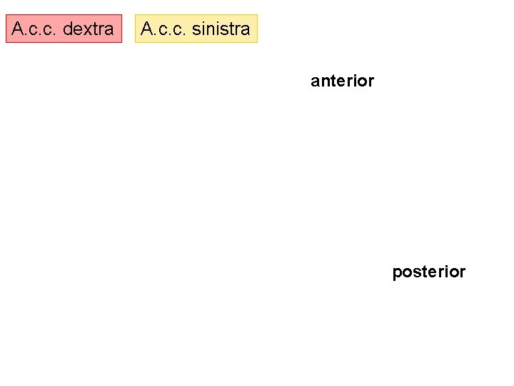 A. c. c. dextra A. c. c. sinistra anterior posterior 