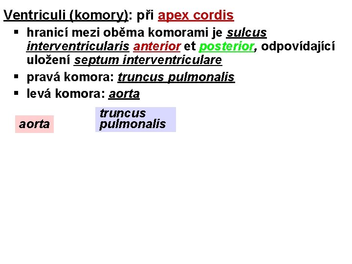 Ventriculi (komory): při apex cordis § hranicí mezi oběma komorami je sulcus interventricularis anterior