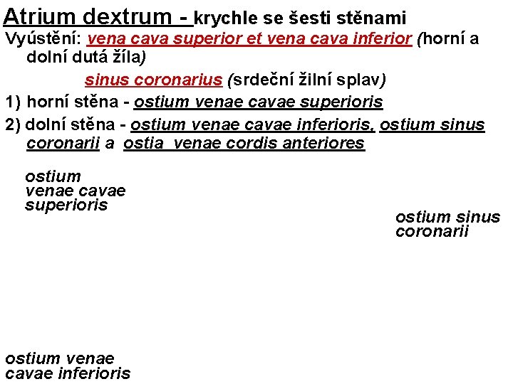 Atrium dextrum - krychle se šesti stěnami Vyústění: vena cava superior et vena cava