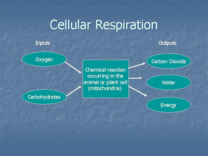 Cellular Respiration Inputs Outputs Oxygen Carbon Dioxide Chemical reaction occurring in the animal or
