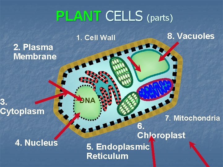 PLANT CELLS (parts) 1. Cell Wall 8. Vacuoles 2. Plasma Membrane 3. Cytoplasm 4.