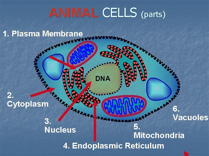 ANIMAL CELLS (parts) 1. Plasma Membrane DNA 2. Cytoplasm 3. Nucleus 6. Vacuoles 5.