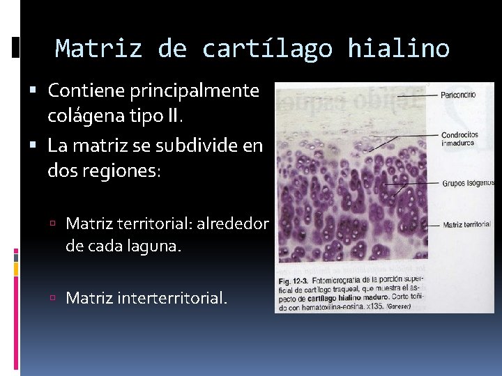 Matriz de cartílago hialino Contiene principalmente colágena tipo II. La matriz se subdivide en