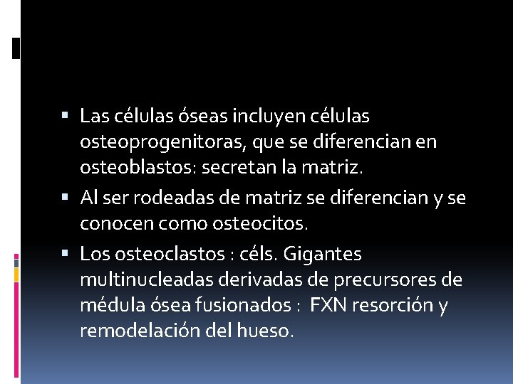 Las células óseas incluyen células osteoprogenitoras, que se diferencian en osteoblastos: secretan la Las células óseas incluyen células osteoprogenitoras, que se diferencian en osteoblastos: secretan la
