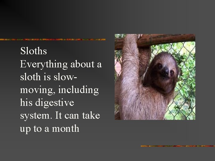 Sloths Everything about a sloth is slowmoving, including his digestive system. It can take