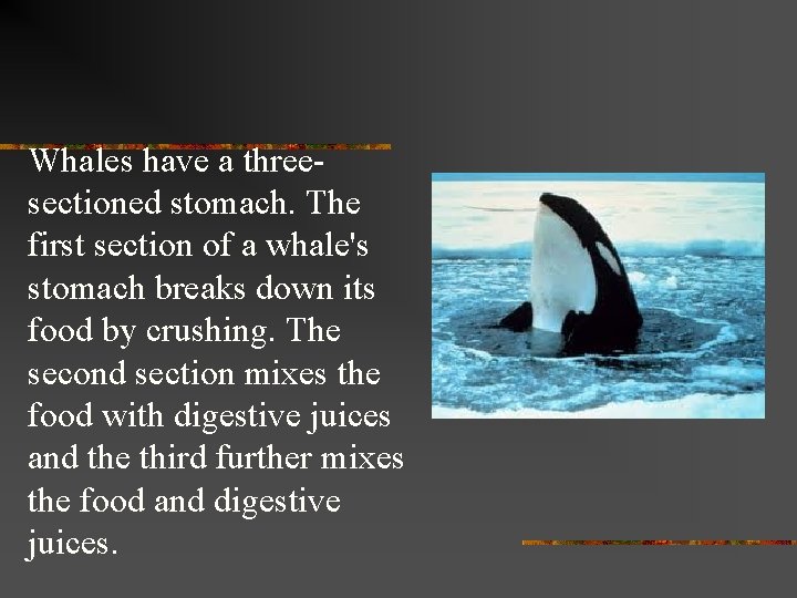 Whales have a threesectioned stomach. The first section of a whale's stomach breaks down