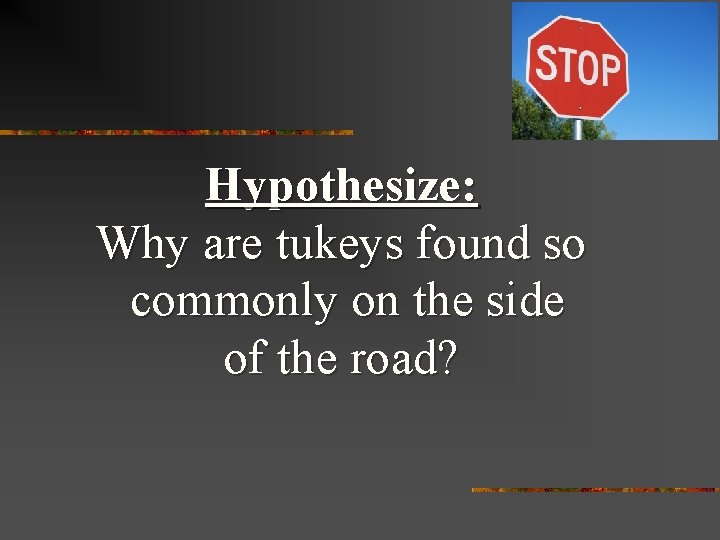 Hypothesize: Why are tukeys found so commonly on the side of the road? 