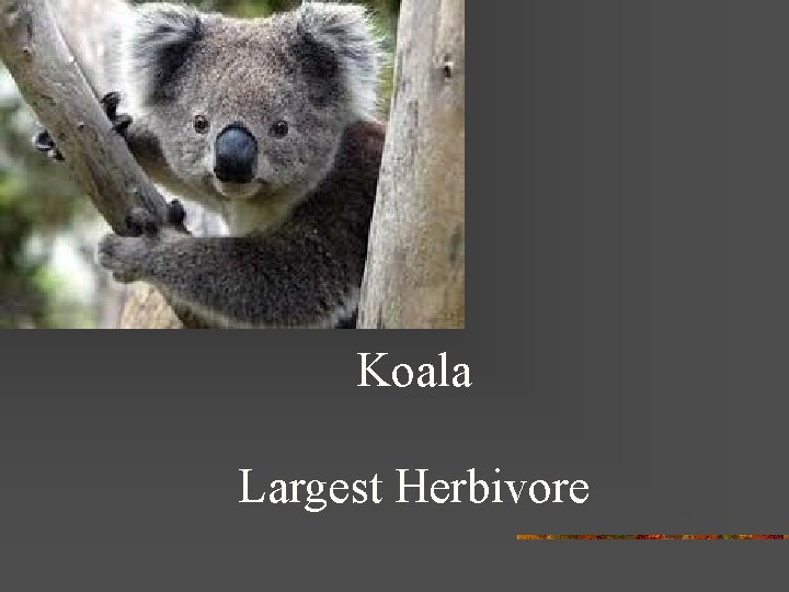 Koala Largest Herbivore 