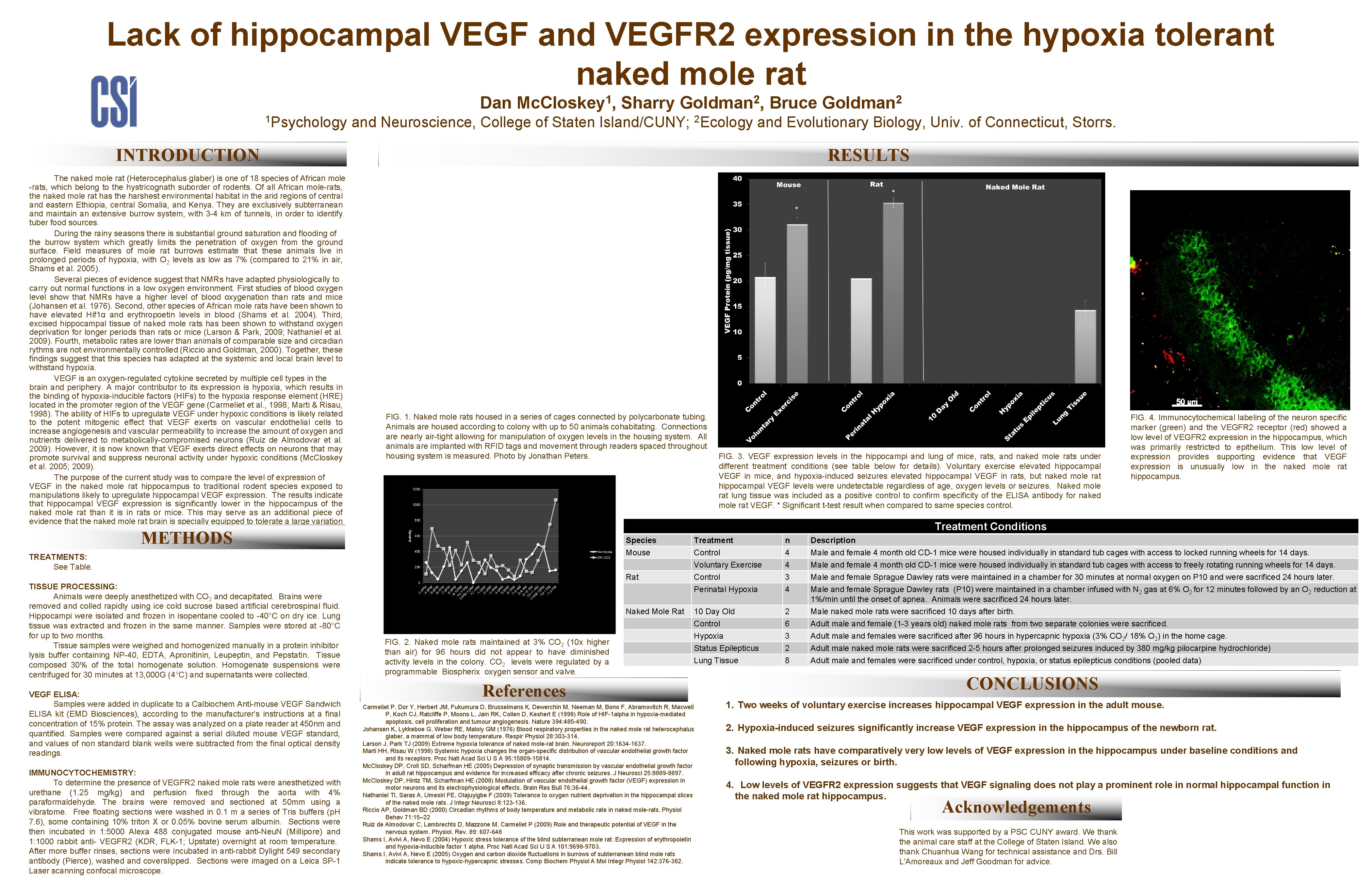 Lack of hippocampal VEGF and VEGFR 2 expression in the hypoxia tolerant naked mole