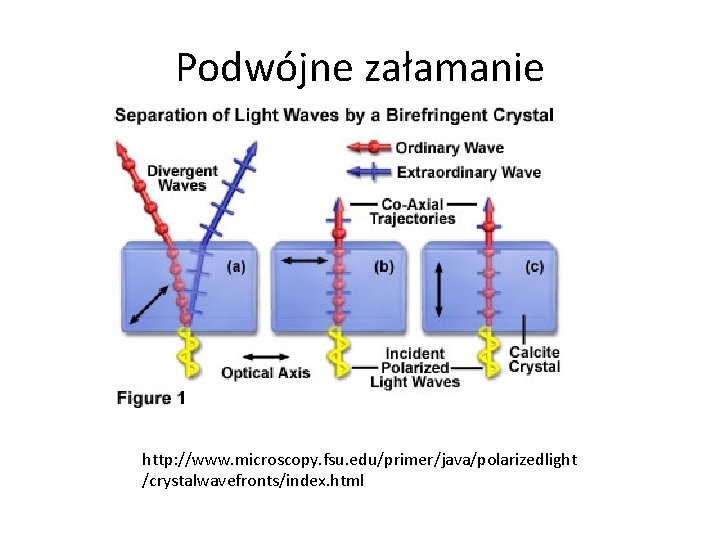 Podwójne załamanie http: //www. microscopy. fsu. edu/primer/java/polarizedlight /crystalwavefronts/index. html 