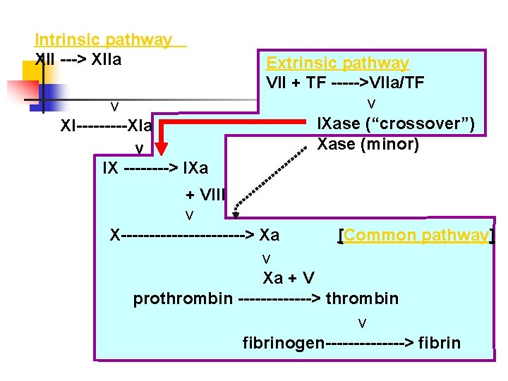 Intrinsic pathway XII ---> XIIa v XI-----XIa v IX ----> IXa Extrinsic pathway VII