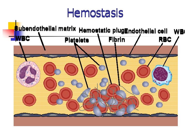 Hemostasis Subendothelial matrix Hemostatic plug. Endothelial cell WBC Fibrin RBC Platelets 