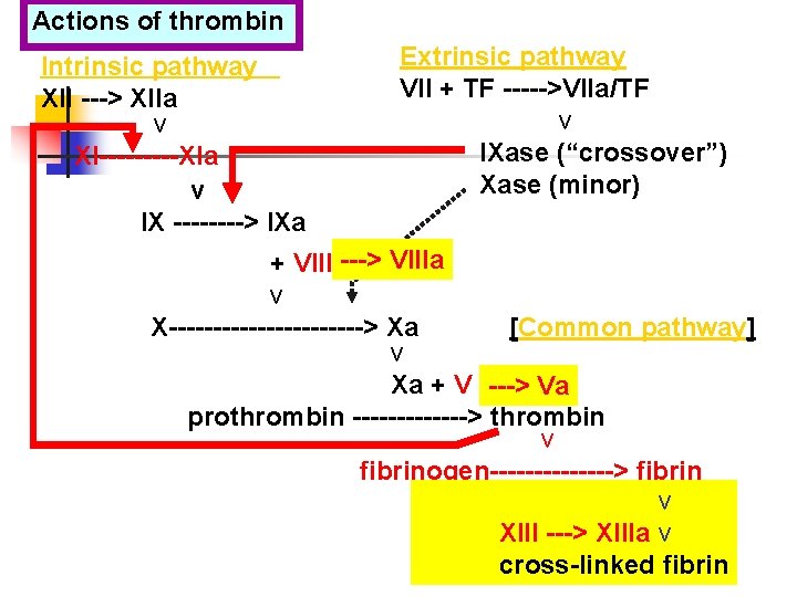 Actions of thrombin Intrinsic pathway XII ---> XIIa v XI-----XIa v IX ----> IXa