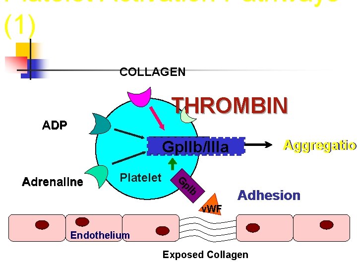 Platelet Activation Pathways (1) COLLAGEN THROMBIN ADP Aggregation Aggregatio Gp. IIb/IIIa Platelet G p.