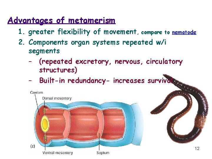 Advantages of metamerism 1. greater flexibility of movement, compare to nematode 2. Components organ