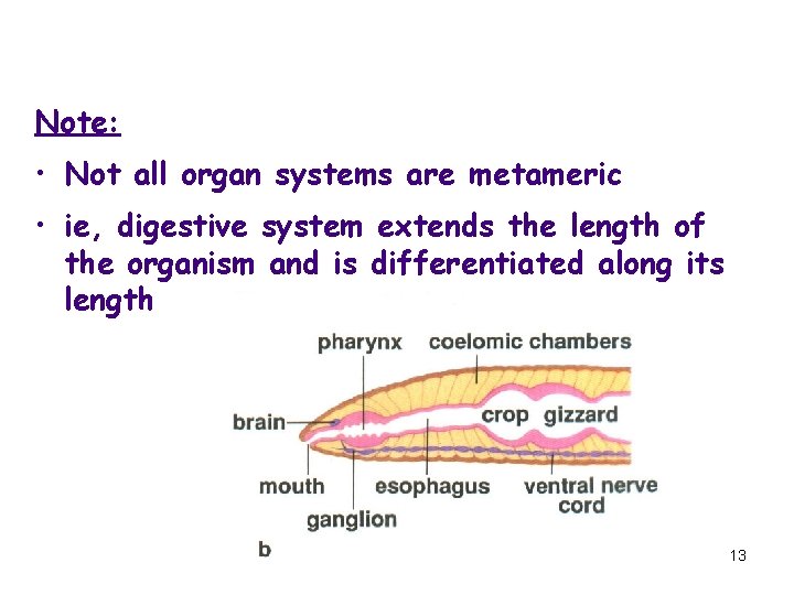 Note: • Not all organ systems are metameric • ie, digestive system extends the