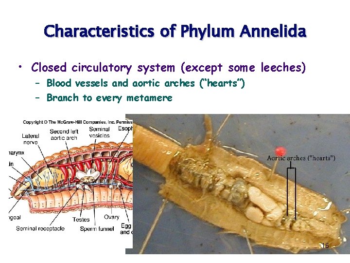 Characteristics of Phylum Annelida • Closed circulatory system (except some leeches) – Blood vessels