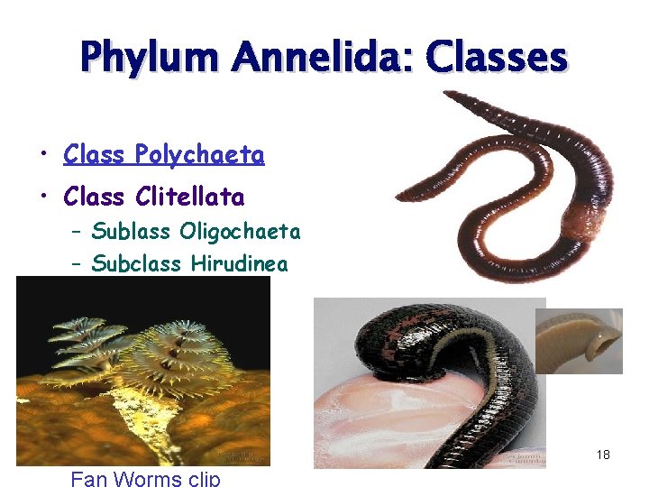 Phylum Annelida: Classes • Class Polychaeta • Class Clitellata – Sublass Oligochaeta – Subclass