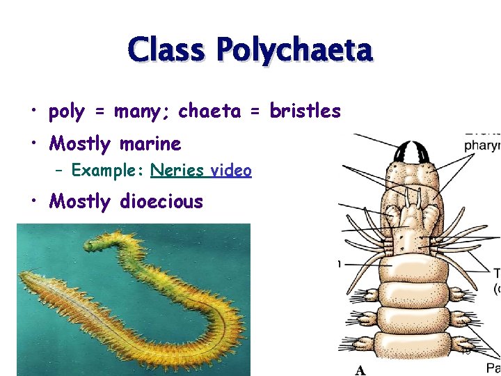 Class Polychaeta • poly = many; chaeta = bristles • Mostly marine – Example: