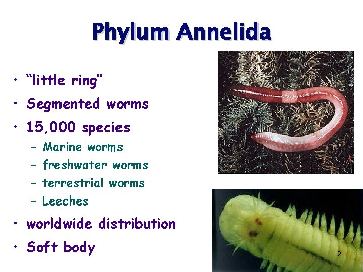Phylum Annelida • “little ring” • Segmented worms • 15, 000 species – –