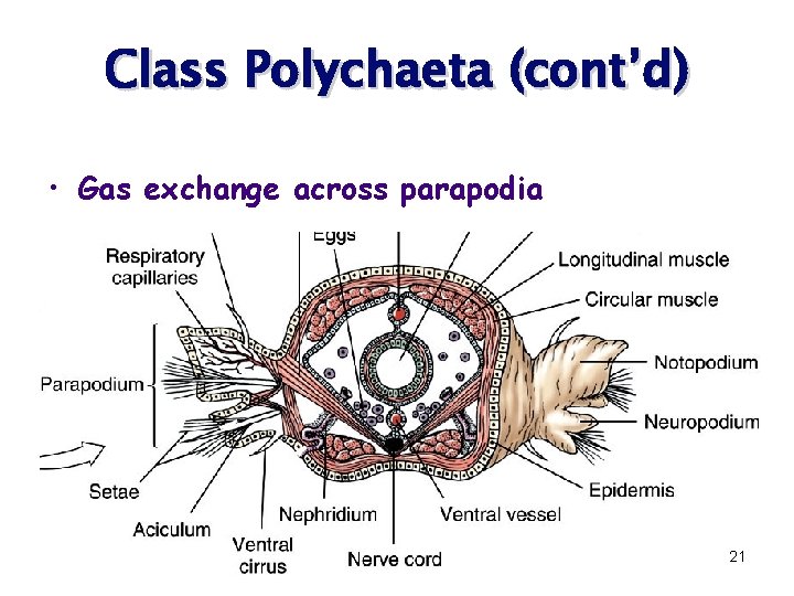 Class Polychaeta (cont’d) • Gas exchange across parapodia 21 