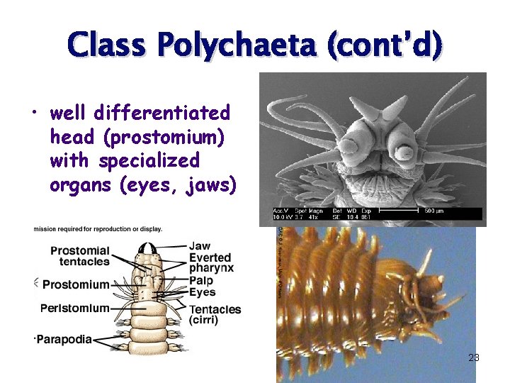 Class Polychaeta (cont’d) • well differentiated head (prostomium) with specialized organs (eyes, jaws) 23