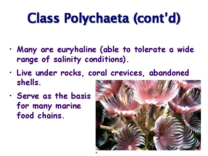 Class Polychaeta (cont’d) • Many are euryhaline (able to tolerate a wide range of