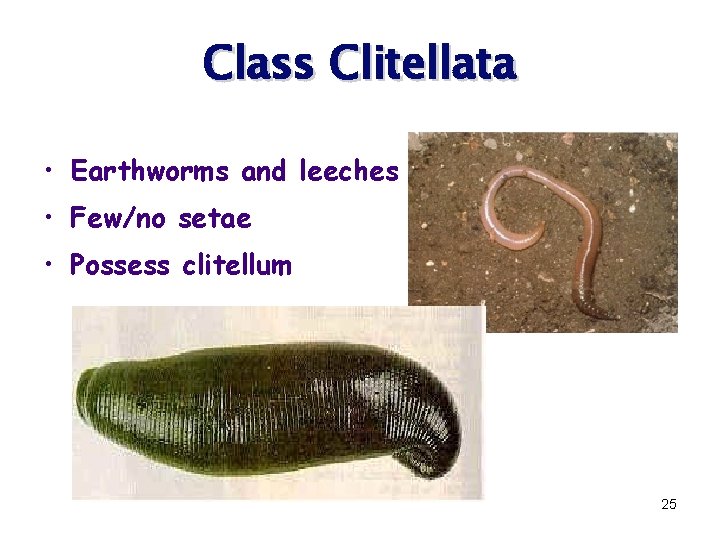 Class Clitellata • Earthworms and leeches • Few/no setae • Possess clitellum 25 