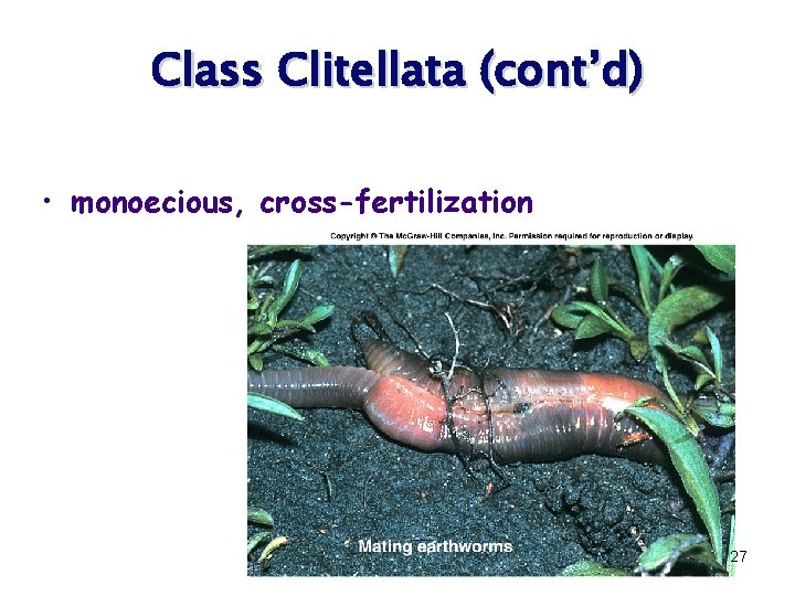 Class Clitellata (cont’d) • monoecious, cross-fertilization 27 