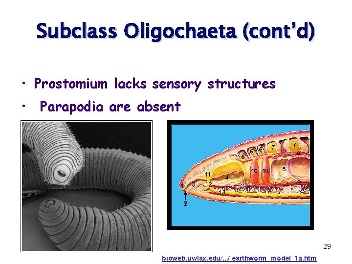 Subclass Oligochaeta (cont’d) • Prostomium lacks sensory structures • Parapodia are absent 29 bioweb.