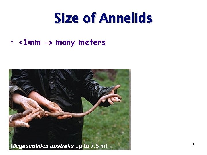 Size of Annelids • <1 mm many meters Megascolides australis up to 7. 5