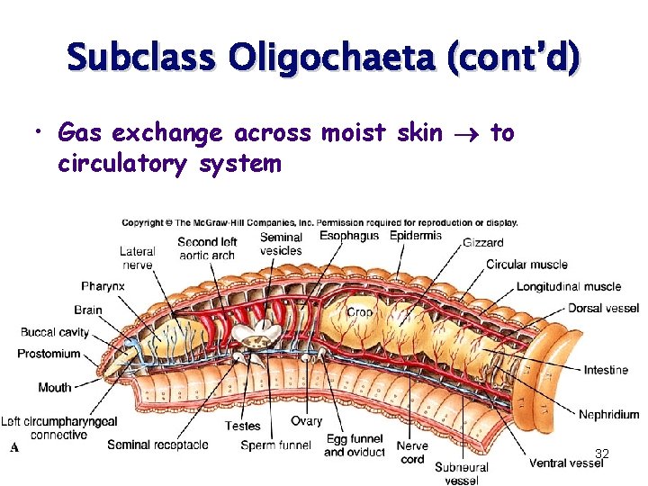 Subclass Oligochaeta (cont’d) • Gas exchange across moist skin to circulatory system 32 