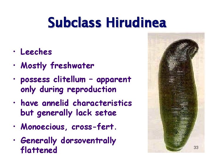 Subclass Hirudinea • Leeches • Mostly freshwater • possess clitellum – apparent only during