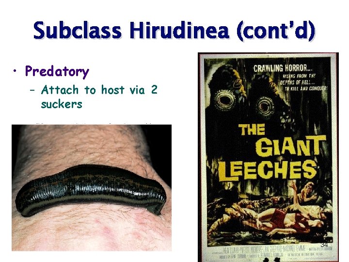 Subclass Hirudinea (cont’d) • Predatory – Attach to host via 2 suckers 34 