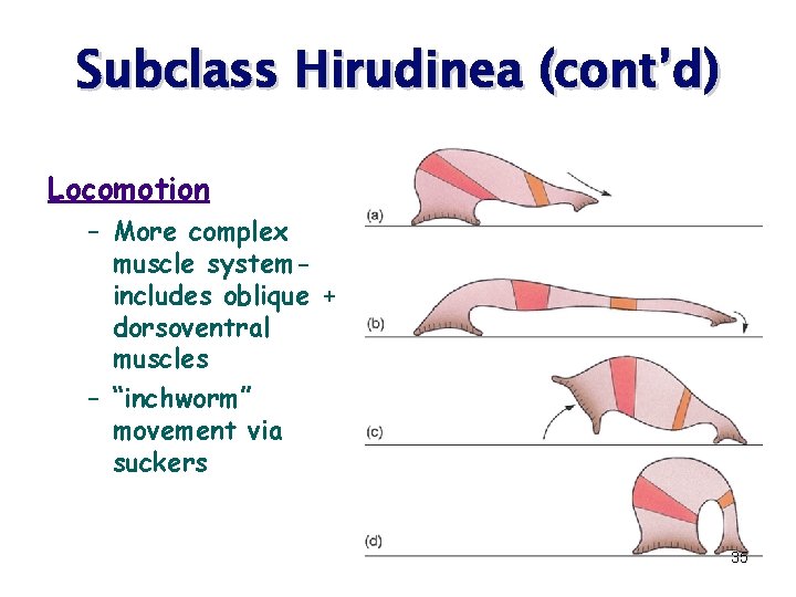 Subclass Hirudinea (cont’d) Locomotion – More complex muscle systemincludes oblique + dorsoventral muscles –