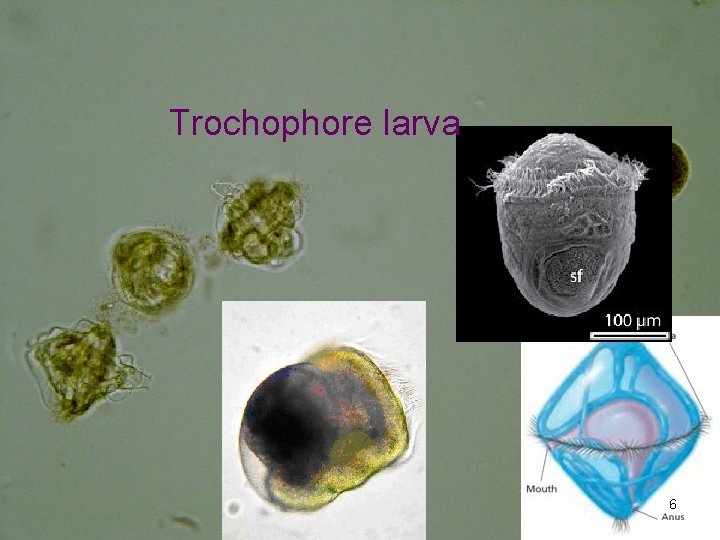 Trochophore larva 6 