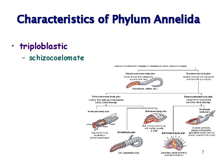 Characteristics of Phylum Annelida • triploblastic – schizocoelomate 7 