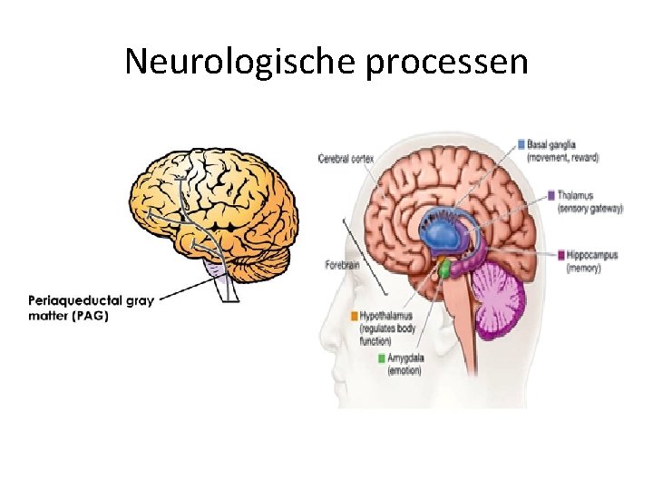 Neurologische processen 