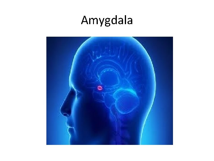 Amygdala 