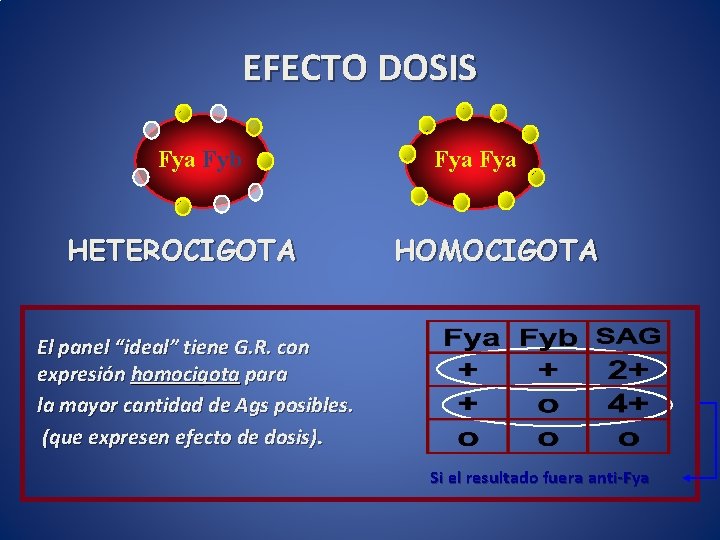 EFECTO DOSIS Fya Fyb HETEROCIGOTA Fya HOMOCIGOTA El panel “ideal” tiene G. R. con