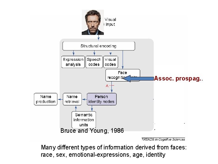 Assoc. prospag. . Bruce and Young, 1986 Many different types of information derived from