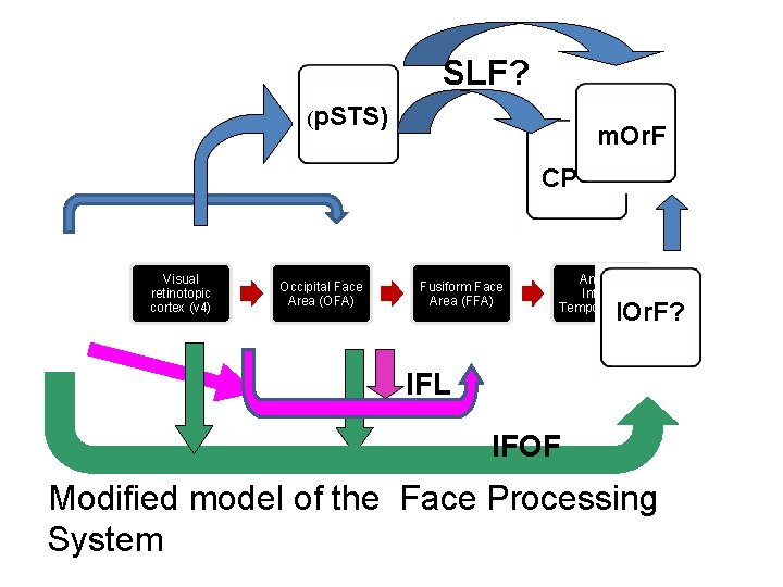 SLF? (p. STS) m. Or. F CP Visual retinotopic cortex (v 4) Occipital Face