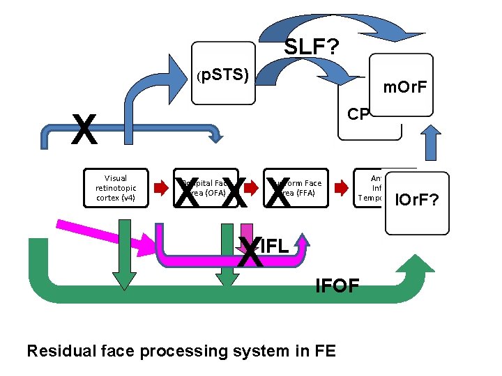 SLF? (p. STS) m. Or. F CP X Visual retinotopic cortex (v 4) X