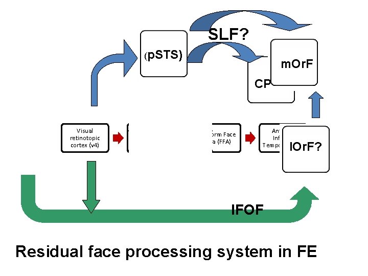 SLF? (p. STS) m. Or. F CP Visual retinotopic cortex (v 4) X XX