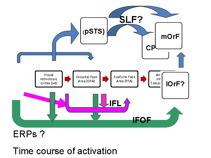 SLF? (p. STS) m. Or. F CP Visual retinotopic cortex (v 4) Occipital Face