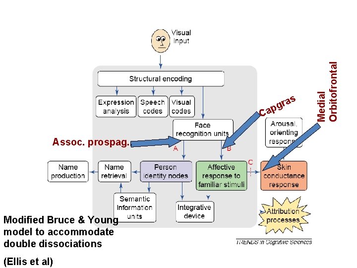 Ca Assoc. prospag. . Modified Bruce & Young model to accommodate double dissociations (Ellis